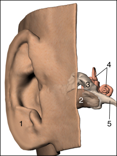 Ear