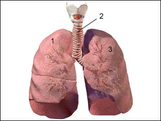 Respiratory system