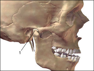 Temporomandibular joint  (TMJ)