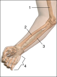 Site of extremity X-ray