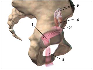 Female reproductive organs