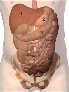 Digestive system