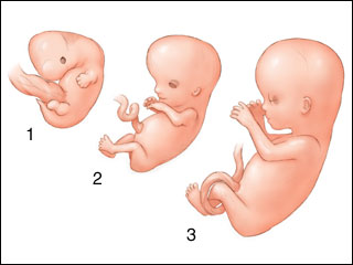 Fetal development