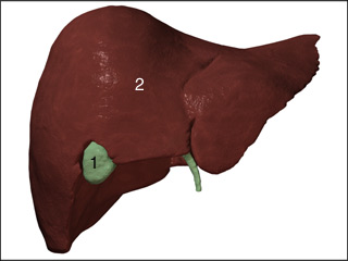 Liver and gall bladder