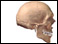 Immovable joints (bony sutures) of the skull