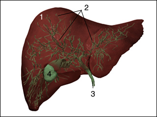 Biliary System