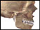 Temporomandibular joint  (TMJ)