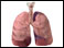 Lungs and bronchial tree