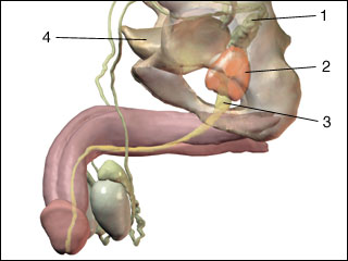 Male genitourinary system