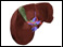 Gallbladder and liver