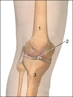 Anterior cruciate ligament (ACL)