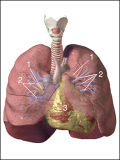 Pulmonary arteries and veins