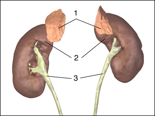Adrenal glands