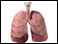 Respiratory system