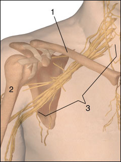 Brachial nerve plexus