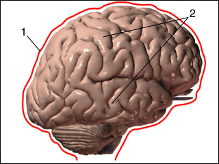 Brain