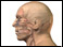 Anatomy of the nasal structure