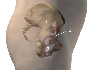 Normal position of uterus