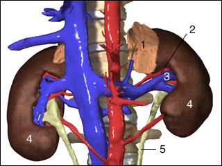 Kidneys and adrenal glands
