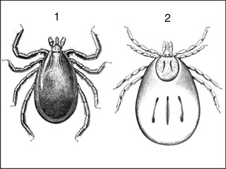 Deer tick