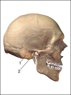 Inflammation of the mastoid process and mastoid sinuses