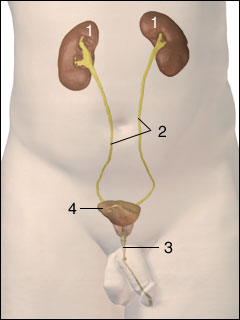 Urinary system