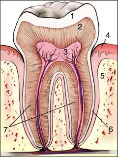 Tooth