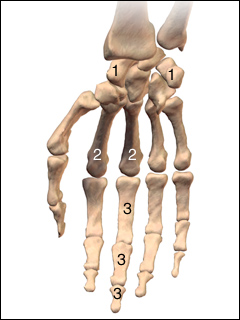 Site of hand X-ray