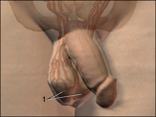 Site of testicle ultrasound