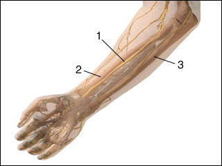 Distal median nerve