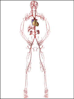 Circulatory System