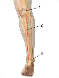 Tibial nerve