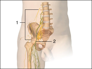 Femoral nerve