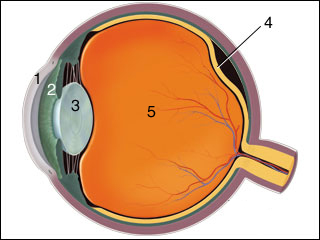 Eye