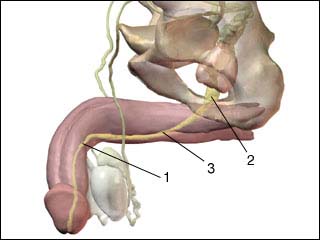 Chronic urethritis in males