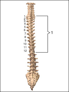 Site of thoracic spine X-ray