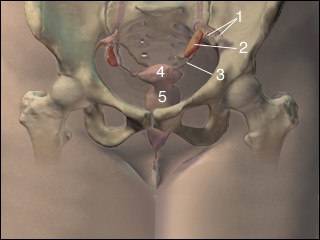 Site of hysterosalpingography