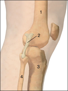 Lateral collateral ligament (LCL)