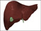 Liver and gall bladder