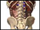 Lumbrosacral spine