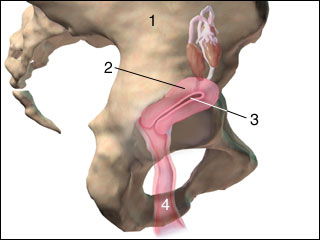 Inside the uterus