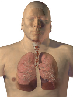 Lungs