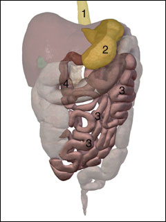 Site of upper GI and small bowel series