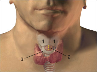 Emergency airway puncture