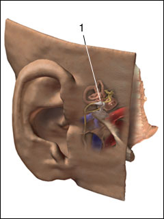 Middle ear