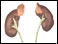 Adrenal glands