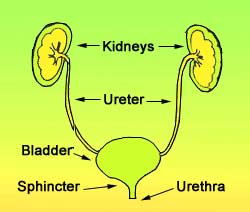 urine1.jpg (8071 bytes)