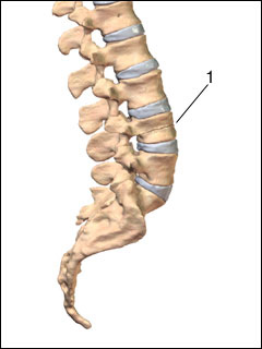 Compression fractures of the back