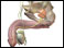 Male genitourinary system