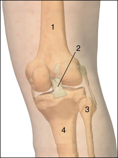 Posterior cruciate ligament (PCL)